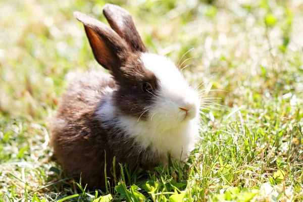 Niedlicher Hase — Stockfoto