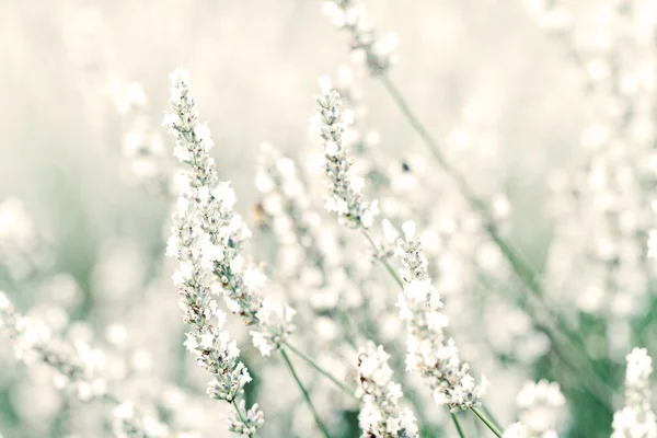 Vit lavendel blommor — Stockfoto