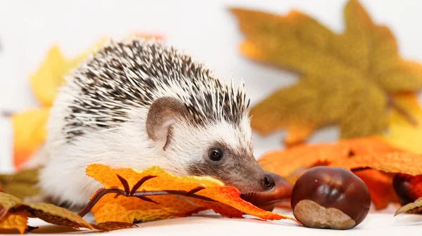 Afrikanischer Weißbauchigel — Stockfoto