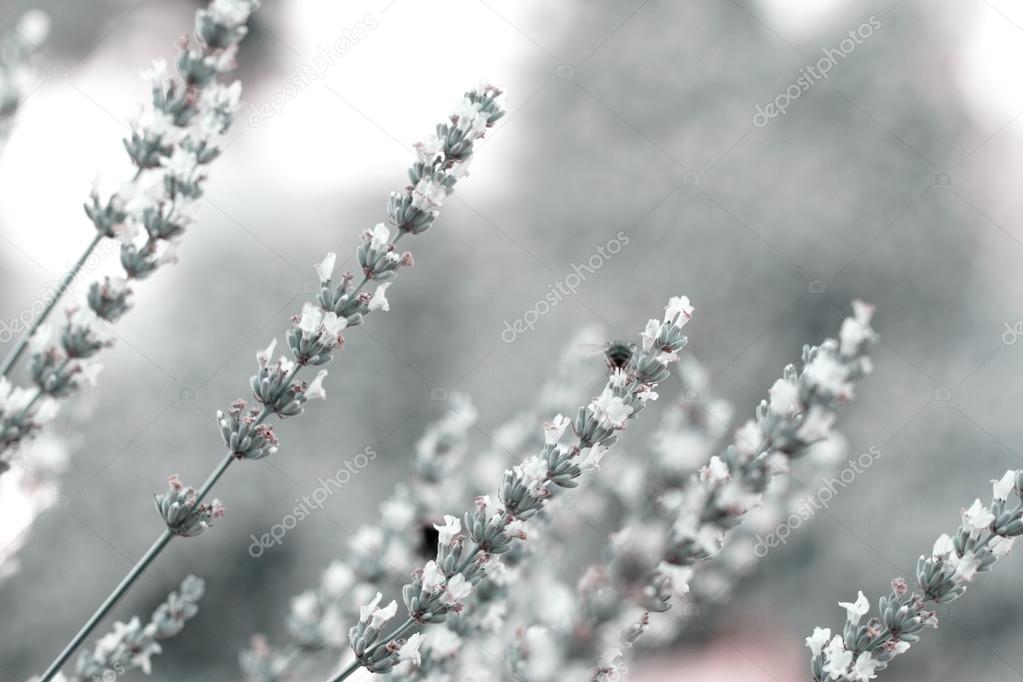 Champ de printemps avec des fleurs de lavande blanc \u2014 Image de Adrx