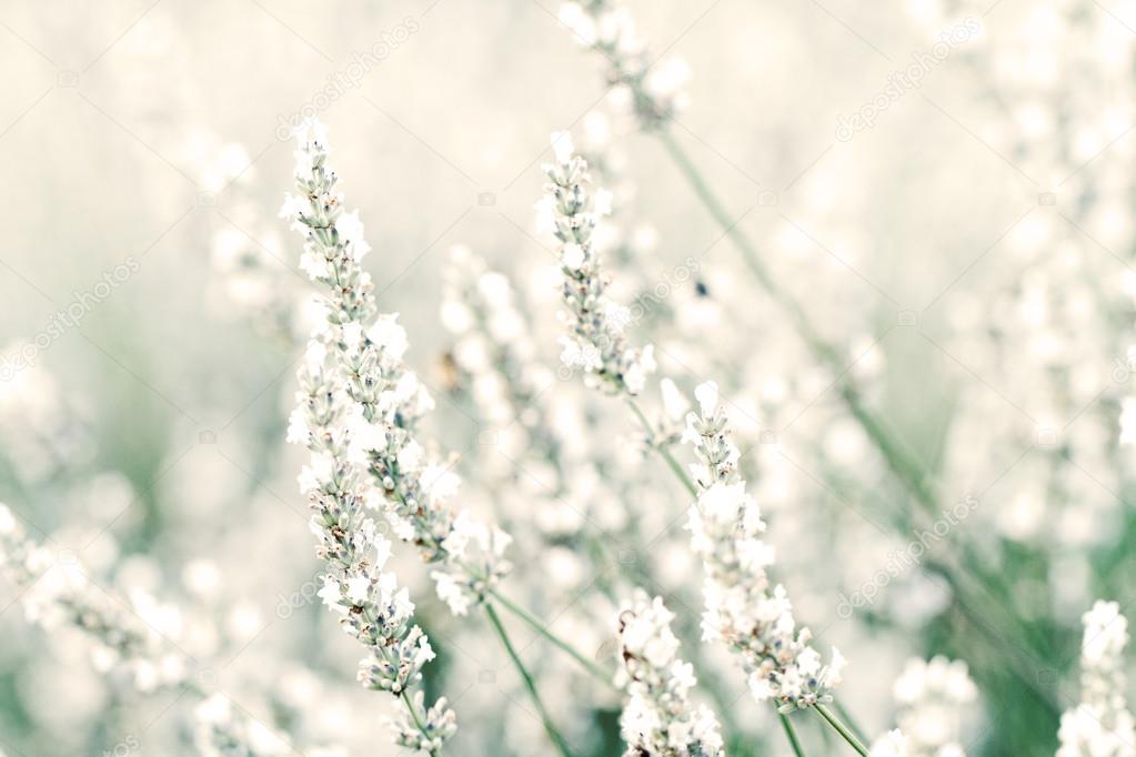 Champ de printemps avec des fleurs de lavande blanc \u2014 Image de Adrx