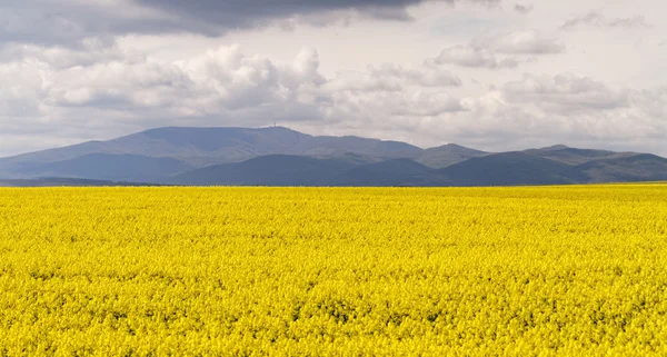 Colza field — Stock Photo, Image