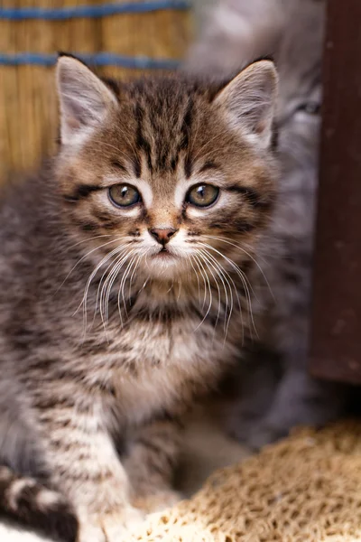 Beau chaton tabby — Photo