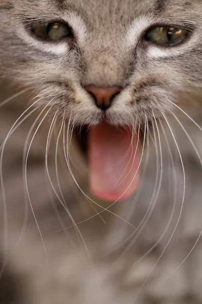 Divertido gato bostezando boca llena — Foto de Stock