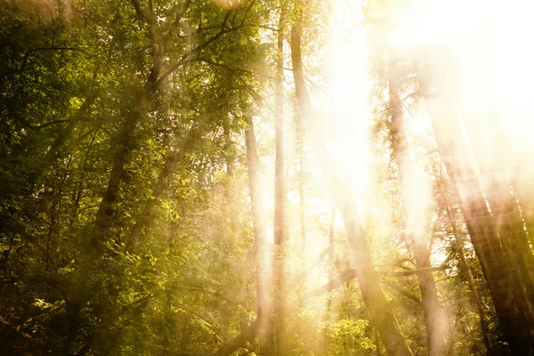 Wazig bomen achtergrond — Stockfoto