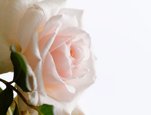 Bright pink rose blooming in garden — Stock Photo, Image