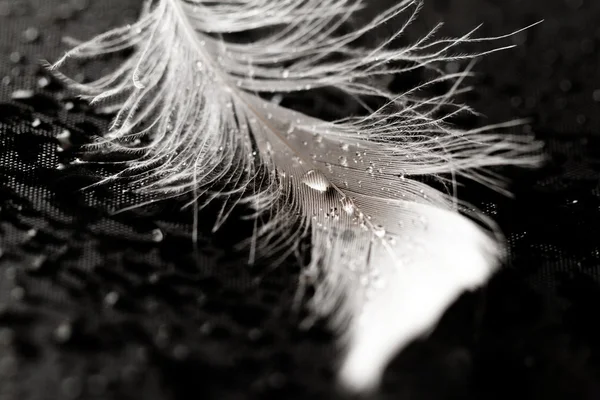 Pluma blanca con gotas de agua — Foto de Stock