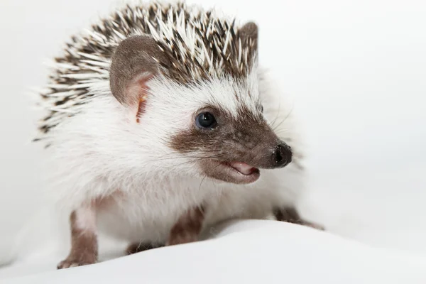 Afrikanischer Weißbauchigel — Stockfoto