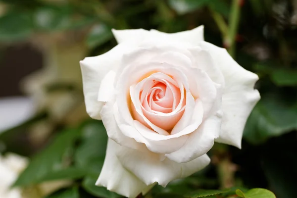 Rosa brillante floreciendo en el jardín — Foto de Stock