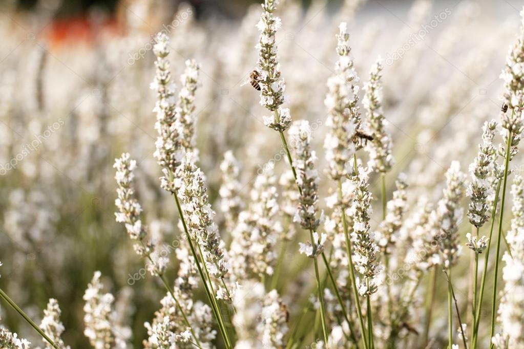 Champ de printemps avec des fleurs de lavande blanc \u2014 Image de Adrx