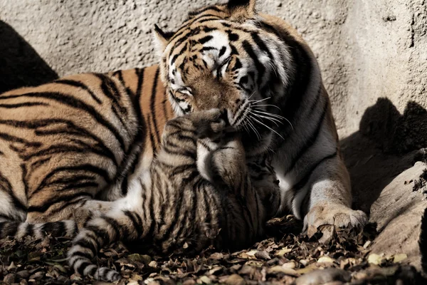 Tigre con cachorro — Foto de Stock