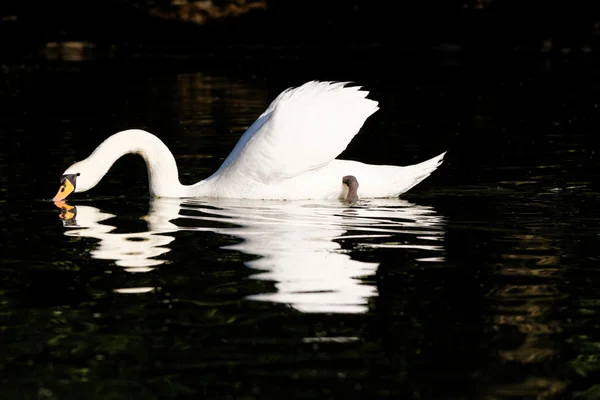 Cisne bonito — Fotografia de Stock