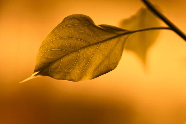 Yellow leaf — Stock Photo, Image