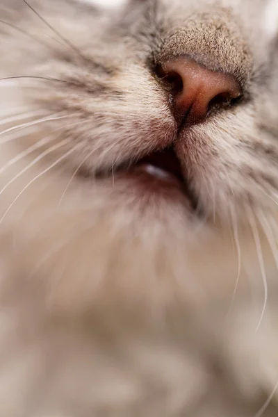 고양이 코가 까이 서 — 스톡 사진