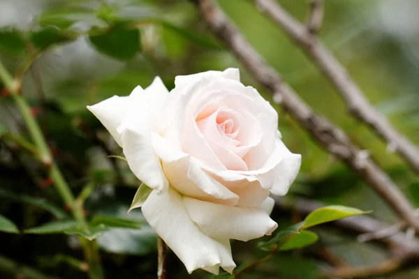 Rosa brillante floreciendo en el jardín — Foto de Stock