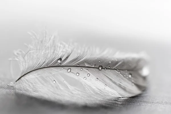 Pluma blanca con gotas de agua —  Fotos de Stock