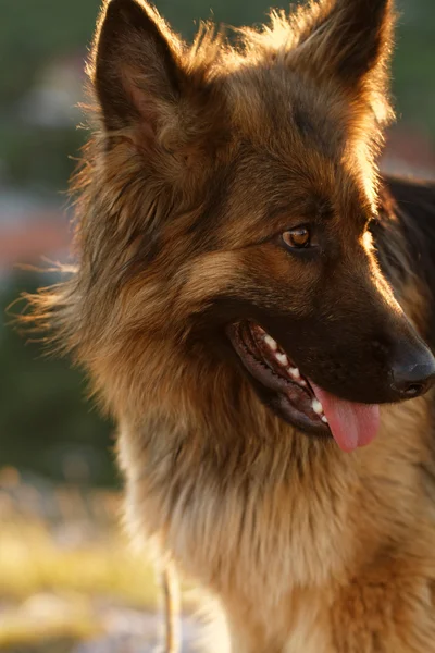 Tysk herdehund — Stockfoto