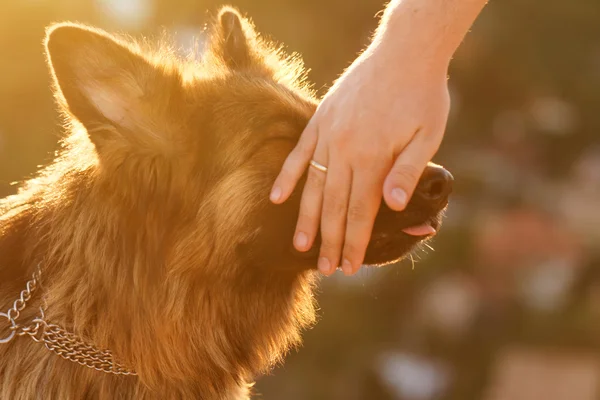 Alman çoban köpeği. — Stok fotoğraf