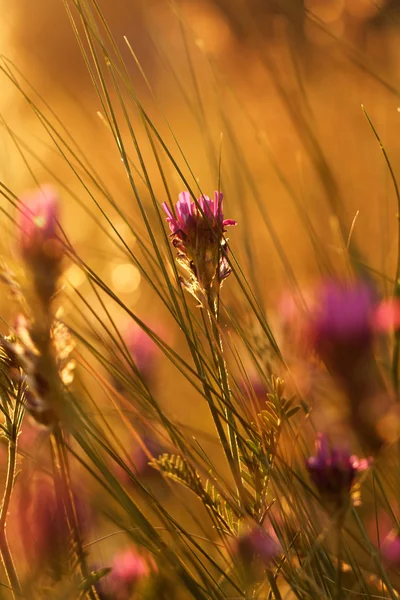 Meadow at sunset — Stock Photo, Image