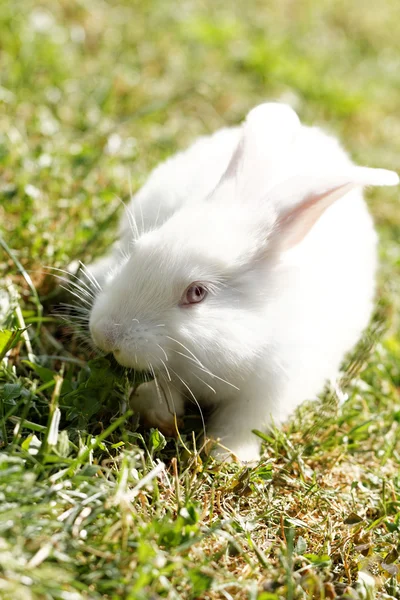 Witte bunny — Stockfoto