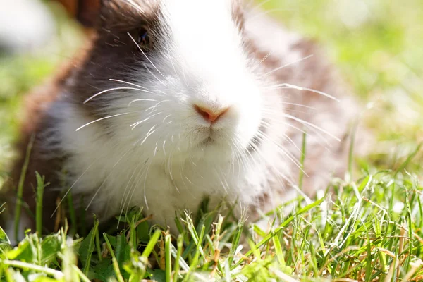 Niedlicher Hase — Stockfoto