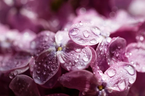 Purple lilac — Stock Photo, Image