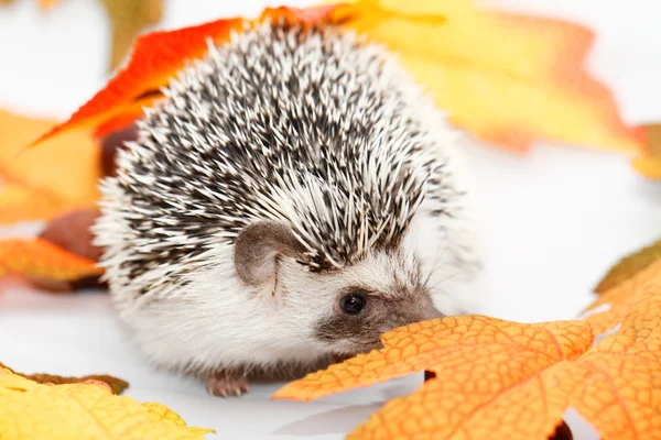 Afrikanischer Weißbauchigel — Stockfoto