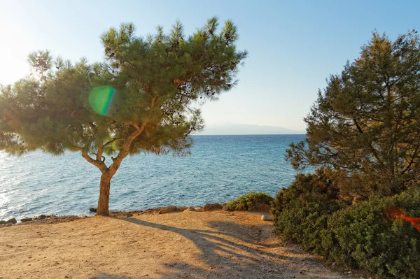 Meer und ein Baum in Griechenland — Stockfoto