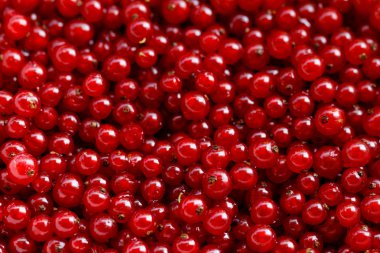 Arka plan kırmızı kuş üzümü