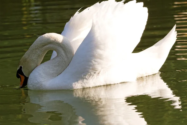 Cisne bonito — Fotografia de Stock