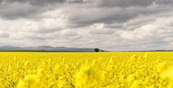 Campo de Colza — Fotografia de Stock