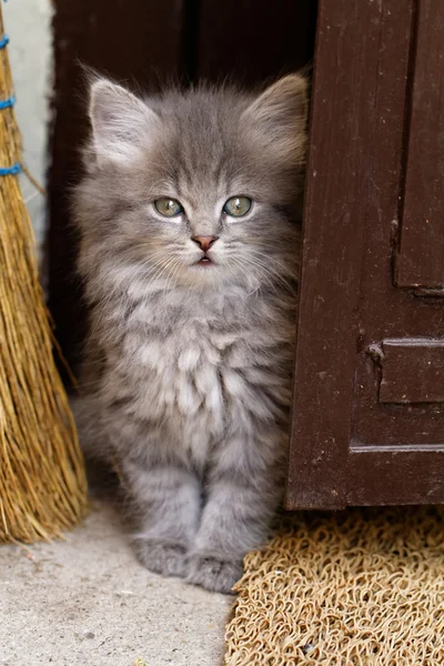 Beau chaton gris — Photo