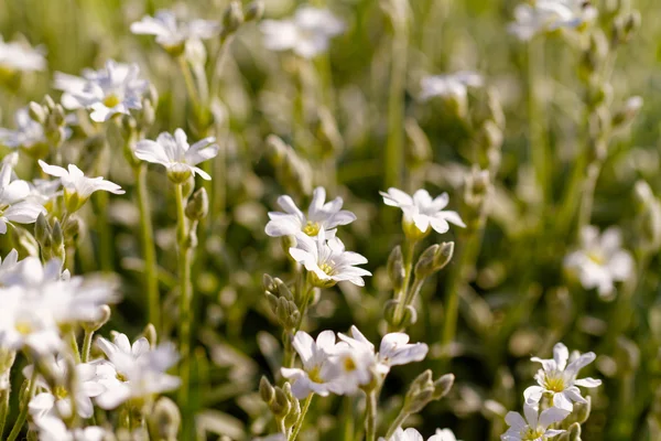 Fiore bianco — Foto Stock