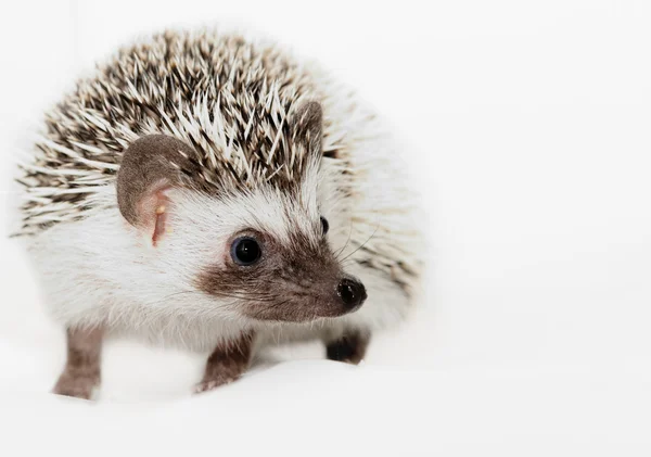 African white- bellied hedgehog — Stock Photo, Image
