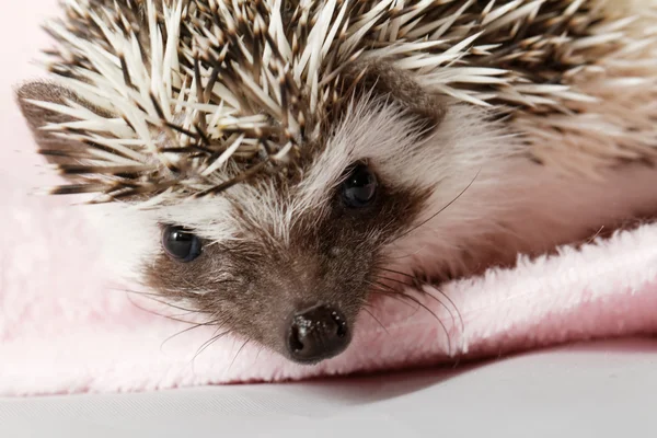 Afrikanischer Weißbauchigel — Stockfoto