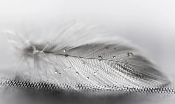 Pluma blanca con gotas de agua — Foto de Stock