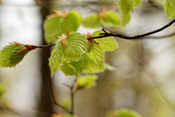 Листья на дереве — стоковое фото