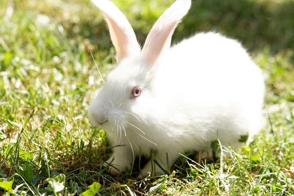 Weißer Hase — Stockfoto