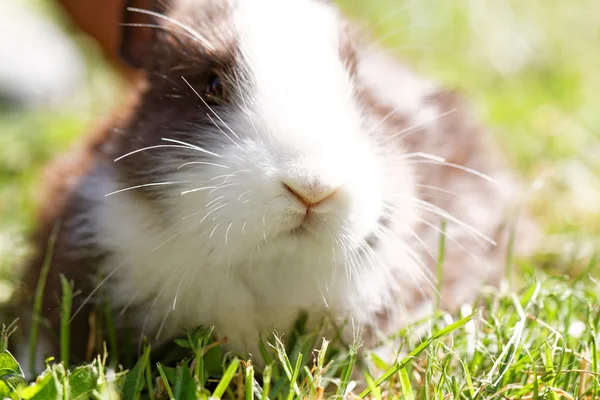 Niedlicher Hase — Stockfoto