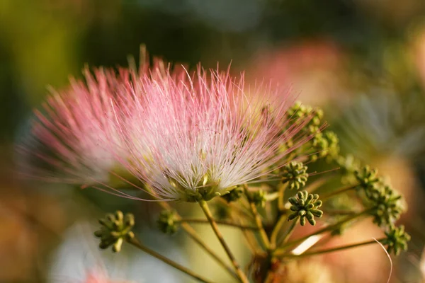 Akazienblüten — Stockfoto