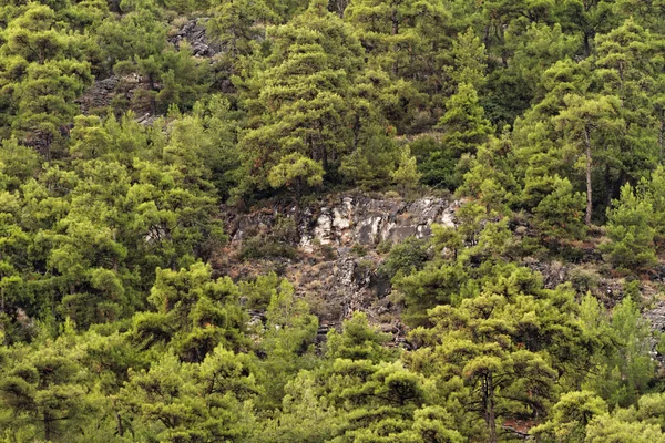 Tepedeki yeşil orman — Stok fotoğraf