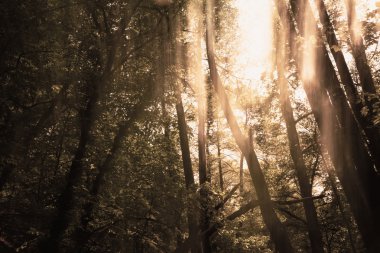 Bir ormandaki bir bulanıklık