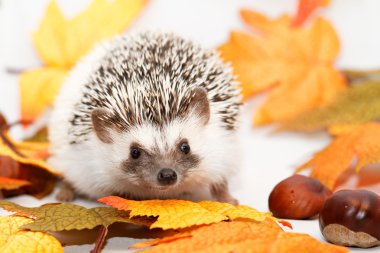Hedgehog with autumn decoration clipart