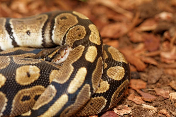 Ball Python Python regius — Stock fotografie