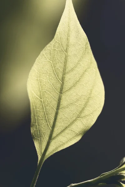 Taze yeşil yaprak — Stok fotoğraf