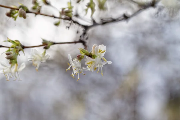 Bela árvore de floração — Fotografia de Stock