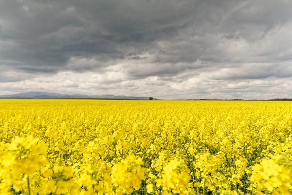 Campo de colza e céu — Fotografia de Stock