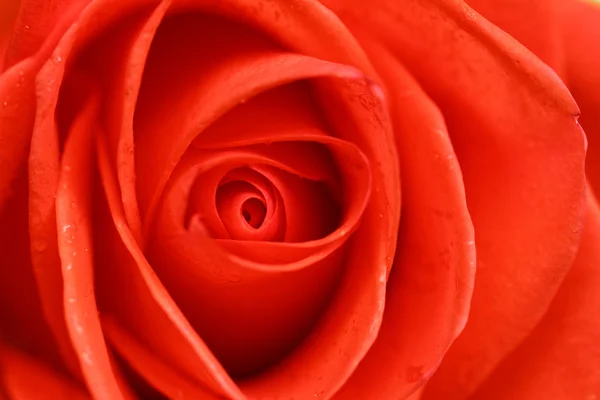 Hermosa rosa roja — Foto de Stock