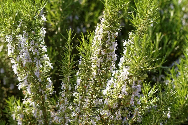 Flor branca de alecrim — Fotografia de Stock