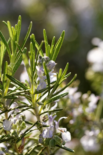 Flor branca de alecrim — Fotografia de Stock